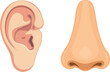 © Arshad - Human ear and nose cartoon vector