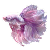 Lavender betta fish art on transparent Background