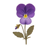 PNG Vibrant purple pansy illustration