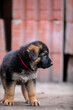 © Keit - Little German Shepherd Puppy