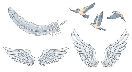 Poster - Illustration of a feather, two sets of wings, and three birds in flight against a white background