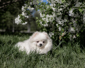  White Pomeranian Spitz lying in green grass below flowering tree with white blossoms, natural outdoor light, relaxed posture.	Calm fluffy dog resting under blooming branches heavy with white flowers, 
