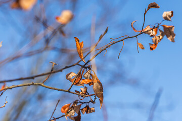 Wall Mural - close-up of tree branches with dried leaves silhouetted against blue autumn sky