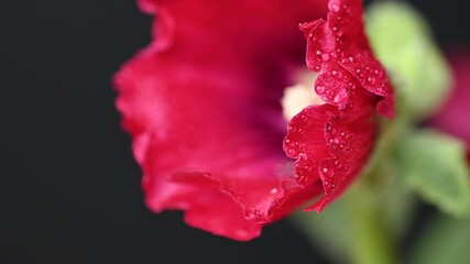 Wall Mural - video of red mallow flowers