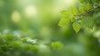 © Black Panda - Sunlit Green Leaves on Branch with Soft Bokeh Background in Springtime