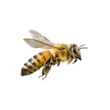 A diligent honeybee soars through the darkness on a vital mission of pollination, showcasing intricate wing details.