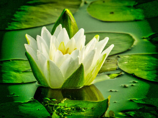 Wall Mural - white water lily