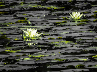 Wall Mural - water lily in the pond