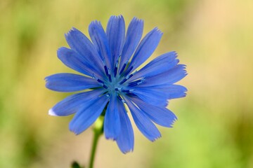Wall Mural - Chicory Flower, close up 