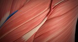 Detailed view of human arm muscles and blood vessels showing anatomical structure and vascular system