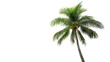 © Ramses - A tall green palm tree with a textured brown trunk on a clean white background or transparent png