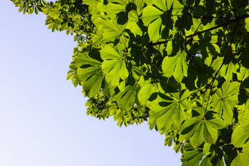 chestnut tree branches with green leaves outdoors, bottom view. space for text