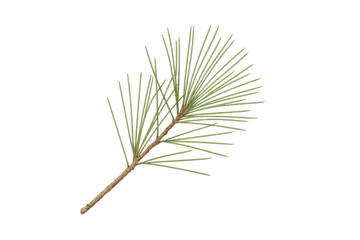 Poster - Freshly cut pine branch isolated on a transparent background, perfect for adding a touch of nature to any design project