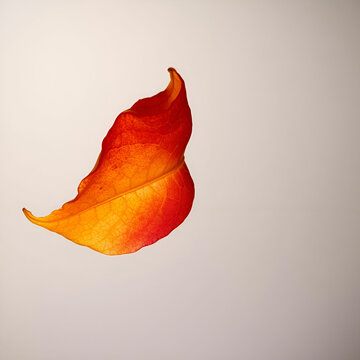 Colorful autumn maple leaf cut out Colorful autumn maple leaf cut out