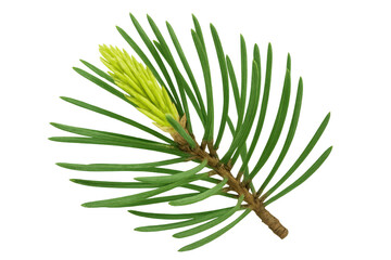 Poster - Fresh spruce branch with new growth, isolated on transparent background, perfect for nature and seasonal designs