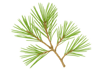 Poster - Pine branch with verdant needles, showcasing natural forest greenery against clean transparent backdrop