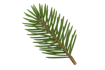 Poster - Realistic fir branch isolated on transparent background, perfect for christmas or nature-themed projects