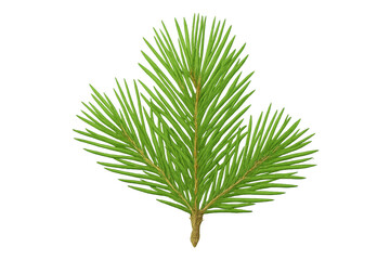 Poster - Detailed 3d rendering of realistic fir branch, transparent backdrop highlighting seasonal winter decor element
