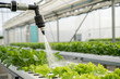 © sainan - Close up of automated watering system in greenhouse irrigating leafy greens, with lush green plants and controlled environment for agriculture