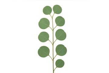 Poster - Silvery eucalyptus branch with round leaves, captured in sharp detail against transparent backdrop, perfect for graphic design elements