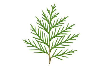 Poster - Close-up cypress branch displaying vibrant green needles, isolated against transparent backdrop, highlighting natural botanical detail