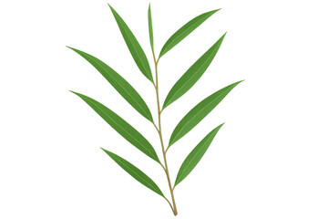 Poster - Realistic willow branch with lush green leaves isolated on a transparent background, perfect for nature-themed designs