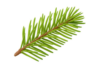 Poster - Vibrant green spruce branch isolated on a transparent background, perfect for nature-themed designs