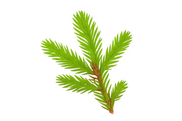 Poster - Realistic 3d rendering of a fir branch with transparent background, perfect for christmas or nature-themed projects