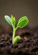 © SweaterWeather - Close Up of a Vibrant Green Seedling Emerging from Dark Soil
