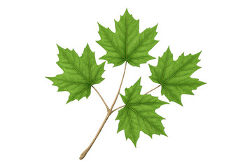 Poster - Four vibrant green maple leaves are attached to a small branch, isolated on a transparent background, ready for graphic design projects