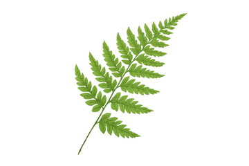 Poster - Vibrant green fern leaf isolated on a transparent background, perfect for nature-themed designs and compositions