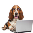 © Deanna - Funny Basset Hound with Glasses Using Laptop Isolated Transparent