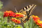 swallowtail butterlfy on colorful flowers