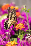 swallowtail butterlfy on colorful flowers