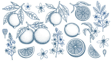 Poster - Hand drawn citrus set with lemons and orange slices in vintage style