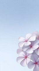 Poster - Beautiful pink and white flowers with delicate petals are arranged artistically against a soft blue background, creating a serene and tranquil atmosphere for relaxation and inspiration