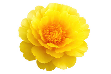 Poster - Yellow flower detailed view, soft transparent backdrop highlighting delicate bloom structure and vivid golden petals