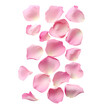 © Rana - Pink Rose Petals Scattered Falling Isolated on White Background isolated on transparent background