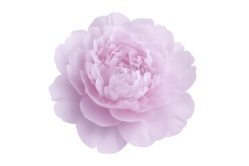 Poster - Soft pink peony bloom floating on transparent backdrop, highlighting floral grace with clean, minimalist aesthetic for graphic design needs