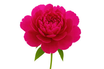 Poster - Pink peony blossom opening delicately, petals unfurling against transparent background