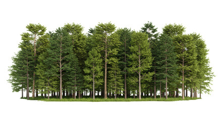 Poster - Dense lush green forest with diverse trees, intricate bark, vibrant foliage, isolated against a pristine transparent background with ample copy space, ultra realistic UHD commercial studio photography
