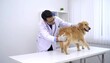 © Berkah1 - Vet examining golden retriever