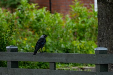 Wall Mural - blackbird on a wooden fence in a garden.