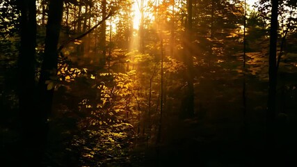 Wall Mural - sunlight filters through the leaves of trees, creating a warm glow in a tranquil forest setting duri