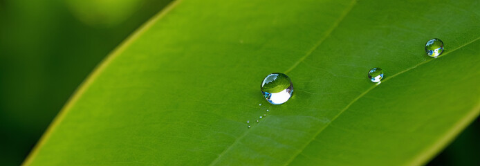 Poster - Water droplets glisten on lush green leaves following a light rainfall in a serene garden. The scene captures the beauty of nature and the freshness of morning