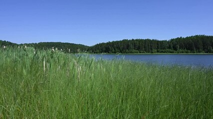 Wall Mural - View through green grass along a lake shore with the grass moving in the wind. Spruce trees can be see in the distance