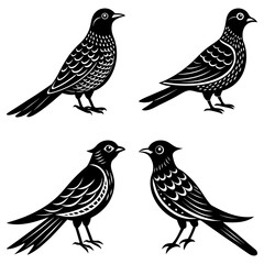 Poster - Four stylized black birds in various poses with intricate feather details on a white background art