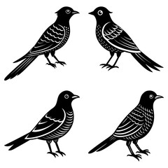 Poster - Illustration of four black birds with detailed feather patterns in various poses and orientations