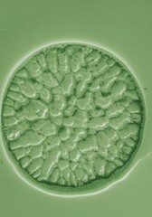 Poster - Microscopic Cellular Structure - Close-up view of a single-celled organism exhibiting intricate cellular detail and texture. Sage green color palette