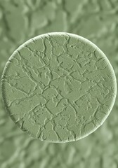 Poster - Textured Green Orb: Abstract Macro - Close-up view of a circular, light green object with a cracked, textured surface. Symbolizes: nature, growth, fragility, resilience, mystery